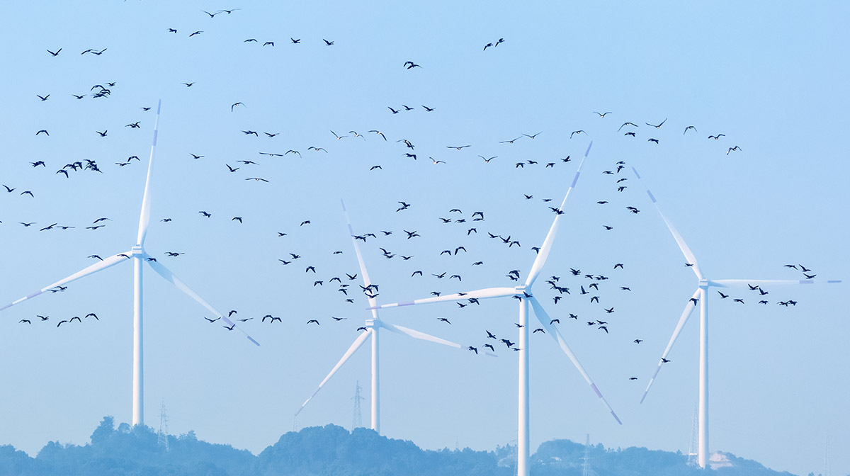 Parques eólicos y aves migratorias